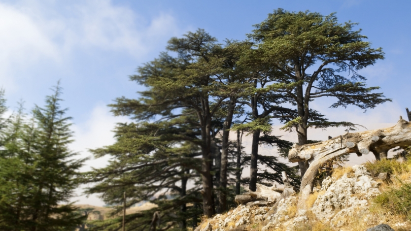 The Cedars of Lebanon & wood for the temple The Cedars of Lebanon & wood for the temple