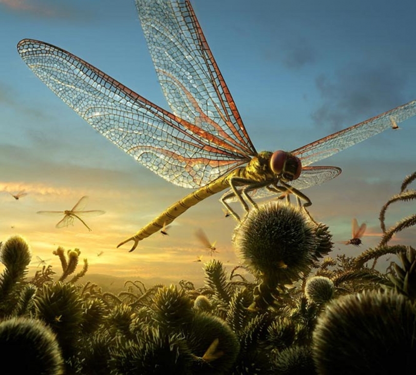 The Largest Insect Ever Existed Was a Giant 'Dragonfly' The Largest Insect Ever Existed Was a Giant 'Dragonfly'